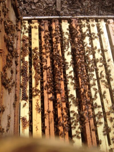 Honey Bee Keeping: week 1