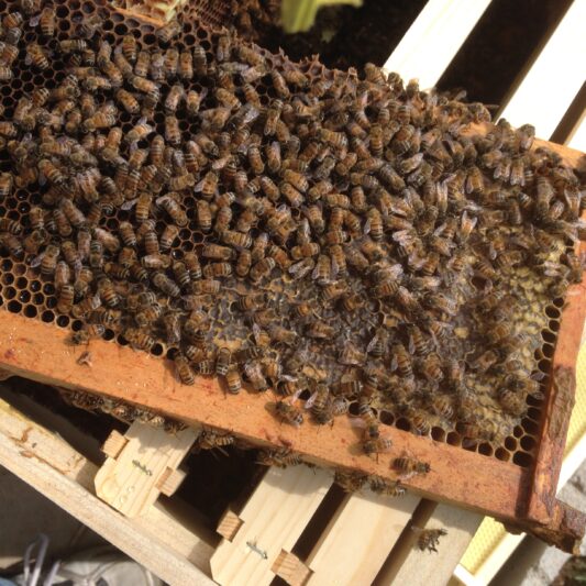 Honey Bee Update – April 28, 2017