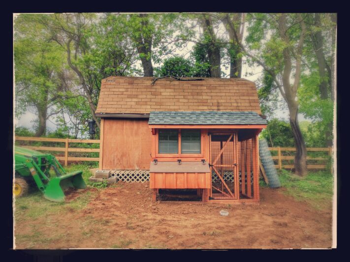 Backyard Chickens