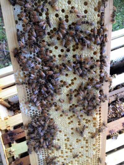 Honeybee Hive Update: June 13