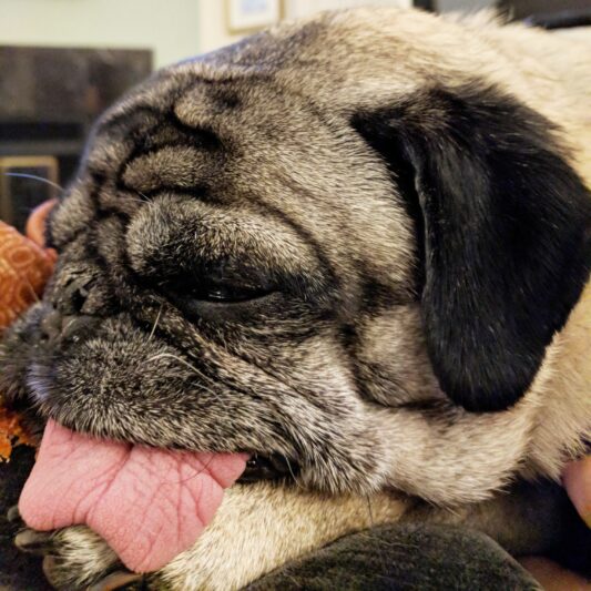 Oliver the pug