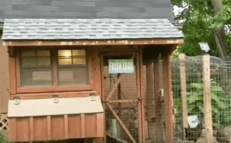 Backyard Chickens –  2 year update