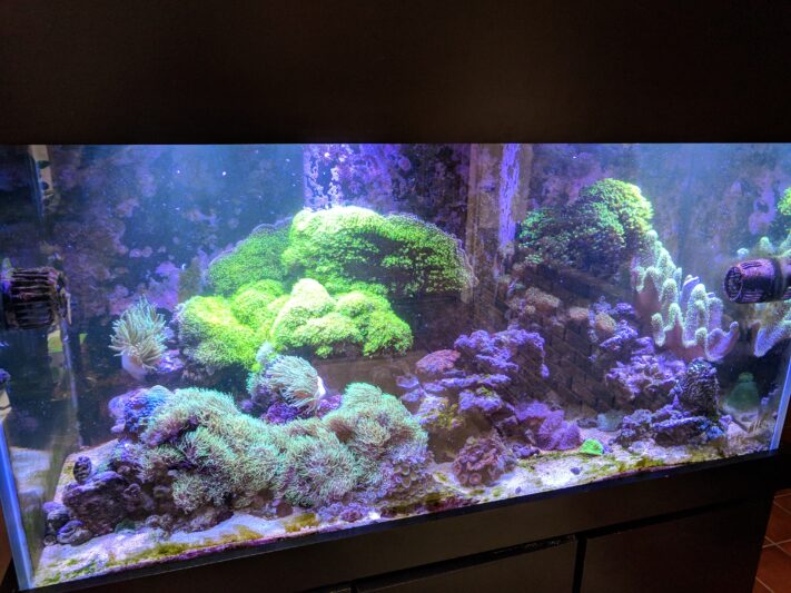 Reef Aquarium