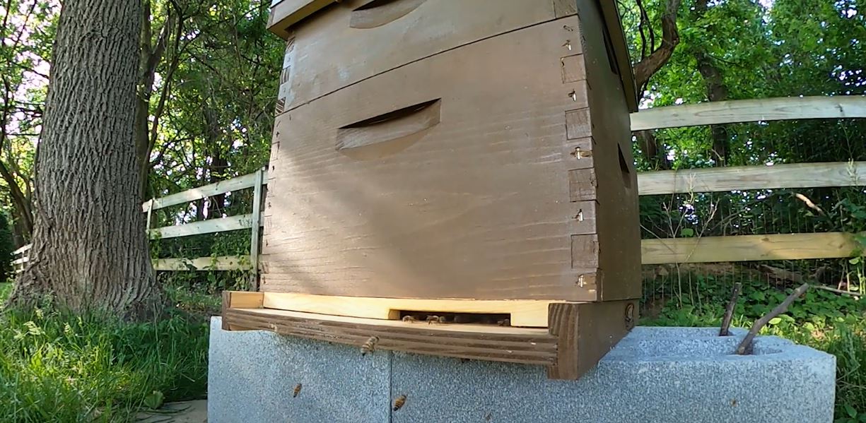 Honeybee Hive   tranquil entry and exit with cicadas in the background