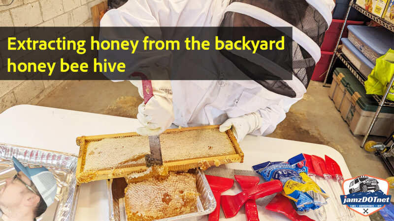 Extracting honey from our backyard honey bee hive