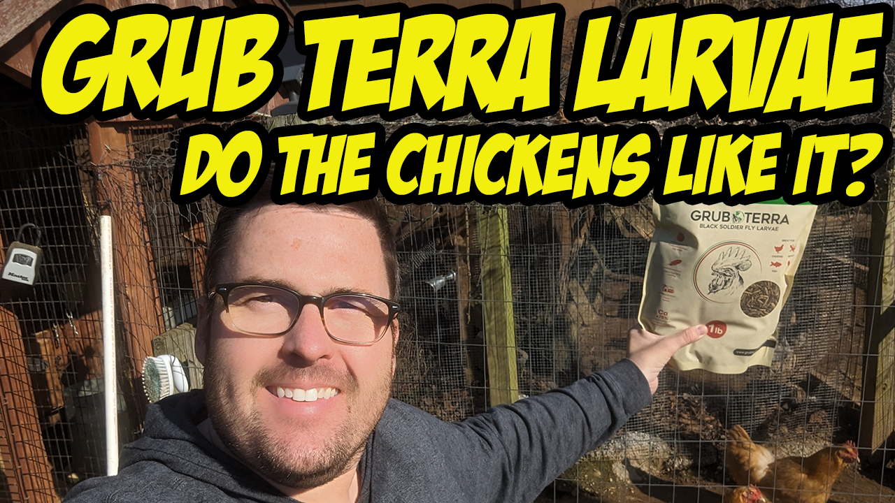 Grub Terra Dried Larvae – is it worth it? Do the chickens like it?