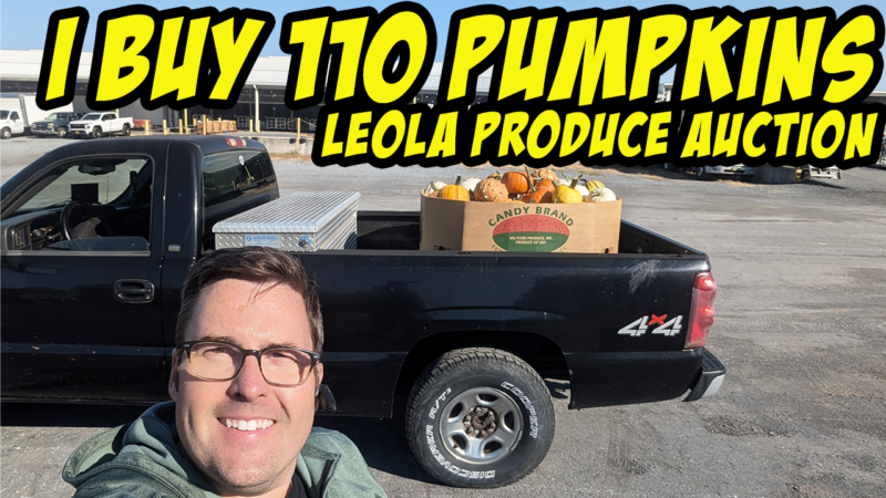 I buy 110 Pumpkins at the Leola Produce Auction!