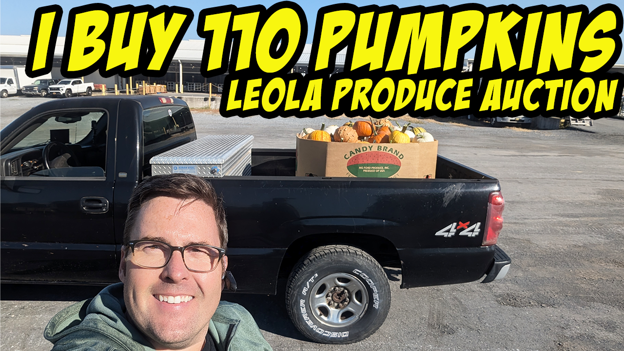 I buy 110 Pumpkins at the Leola Produce Auction!