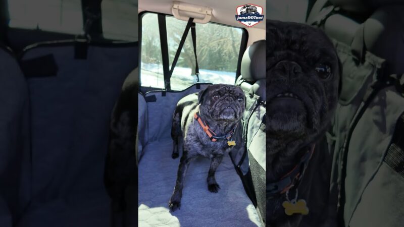 Land Rover Life… Even for the Pug