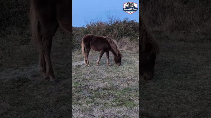 Camping with Wild Horses at Assateague Island!